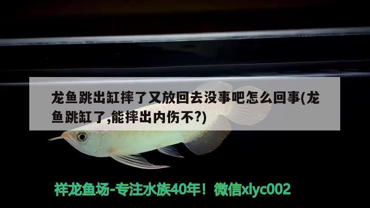 龍魚(yú)跳出缸摔了又放回去沒(méi)事吧怎么回事(龍魚(yú)跳缸了,能摔出內(nèi)傷不?) 龍魚(yú)跳出缸摔了又放回去沒(méi)事吧怎么回事(龍魚(yú)跳缸了,能摔出內(nèi)傷不?) 虎魚(yú)百科