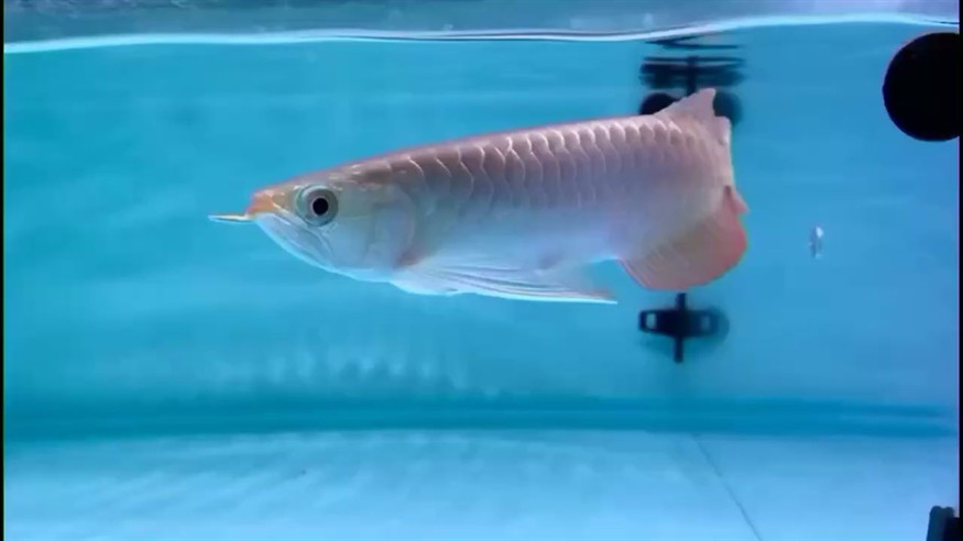 極致鯊魚嘴紅龍