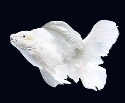 120的魚缸能養(yǎng)幾條蝴蝶鯉魚：120長(zhǎng)度的魚缸能養(yǎng)幾條蝴蝶鯉魚
