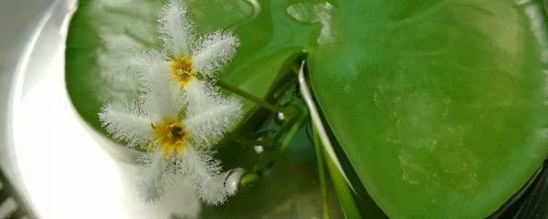 白玉石放魚缸好不好養(yǎng)：白玉石養(yǎng)魚有什么優(yōu)點(diǎn)與注意事項(xiàng)？
