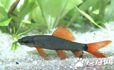 白玉石放魚缸好不好養：白玉石養魚有什么優點與注意事項？