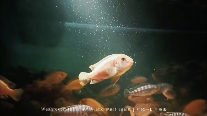 優雅的鯛鯛