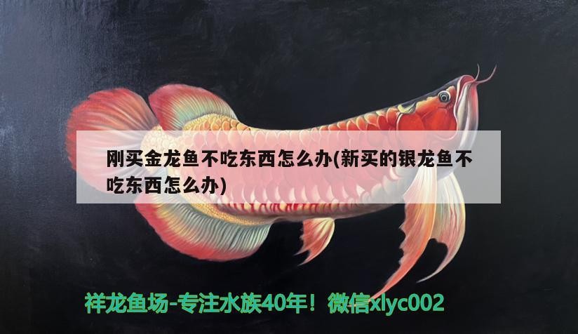 剛買金龍魚不吃東西怎么辦(新買的銀龍魚不吃東西怎么辦)