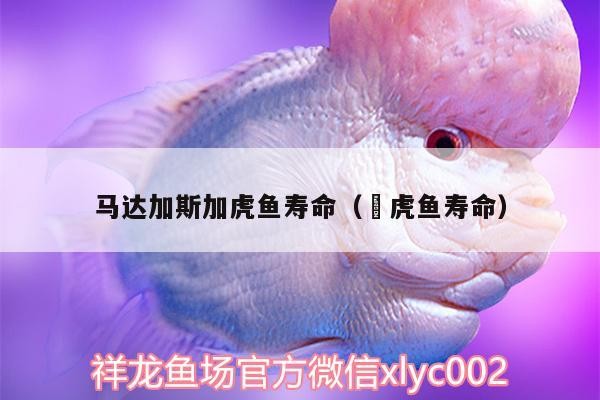 馬達加斯加虎魚壽命（鰕虎魚壽命）