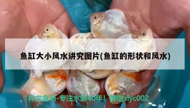 阜新市細(xì)河區(qū)森森水族器材專賣店（阜新市細(xì)河區(qū)森森水族器材專賣店地址）