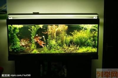 玻璃魚缸漏水怎么辦妙招：如何處理魚缸漏水？