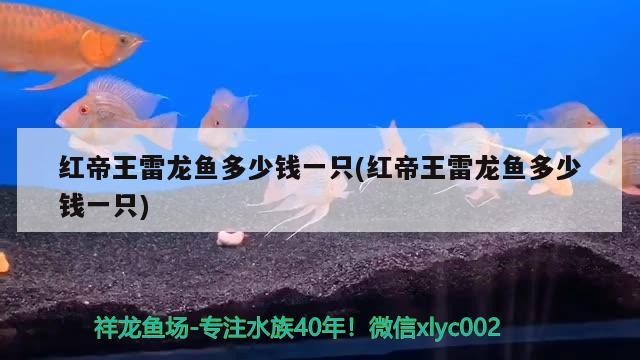 紅帝王雷龍魚多少錢一只(紅帝王雷龍魚多少錢一只)