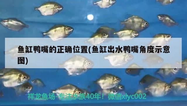 泰國虎魚多少錢一只，泰北虎魚的優缺點