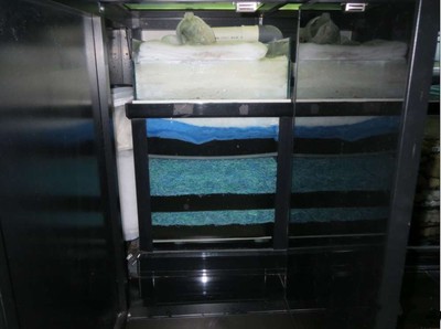 龍魚虎魚混養寓意什么呢（龍魚虎魚混養寓意什么呢圖片）