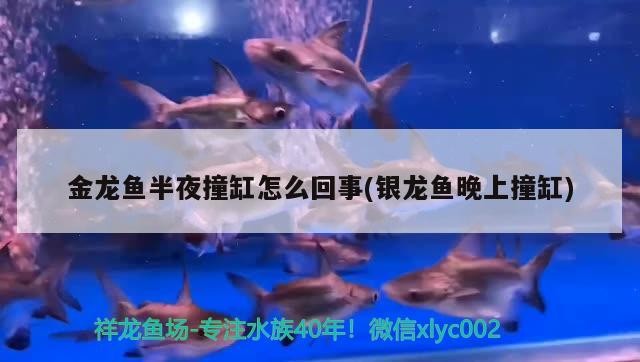 金龍魚半夜撞缸怎么回事(銀龍魚晚上撞缸)