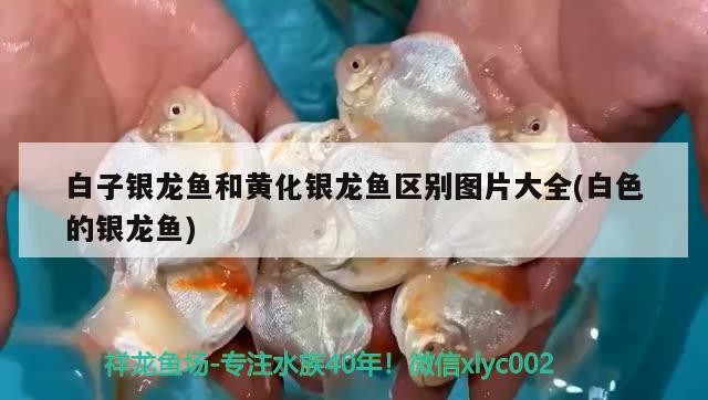 白子銀龍魚和黃化銀龍魚區別圖片大全(白色的銀龍魚)