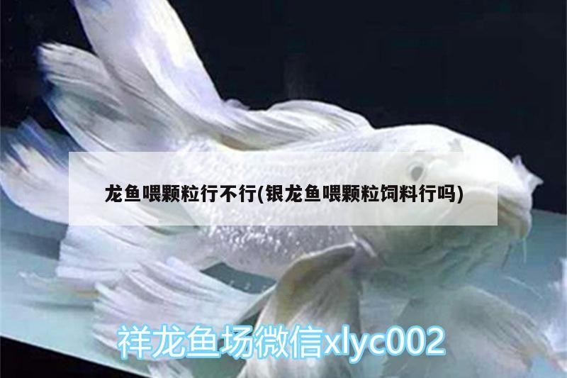我的虎魚真菌感染了要怎么處理 龍魚喂顆粒行不行(銀龍魚喂顆粒飼料行嗎) 銀龍魚百科 龍魚喂顆粒行不行(銀龍魚喂顆粒飼料行嗎) 龍魚喂顆粒行不行(銀龍魚喂顆粒飼料行嗎) 銀龍魚百科