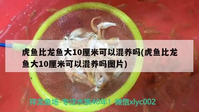 虎魚(yú)比龍魚(yú)大10厘米可以混養(yǎng)嗎(虎魚(yú)比龍魚(yú)大10厘米可以混養(yǎng)嗎圖片)