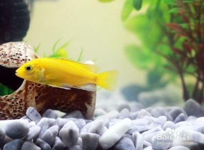 冬天魚缸怎么換水魚才不會(huì)生病呢：冬天魚缸換水需要注意水溫和換水的方式以減少對魚的刺激和避免魚生病