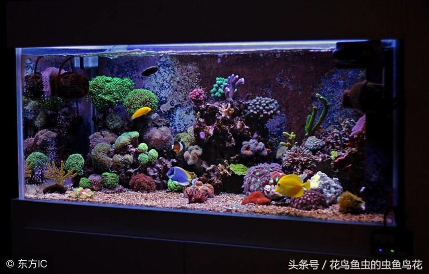 大型魚缸制作方法視頻教學：大型魚缸制作方法視頻教學時需要了解一下基礎知識
