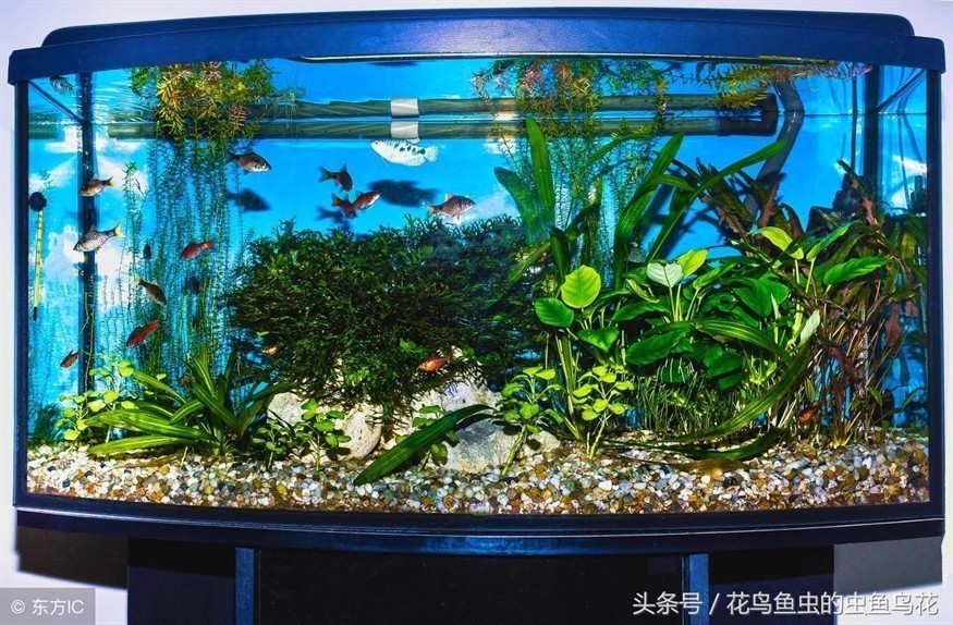 大型魚缸制作方法視頻教學：大型魚缸制作方法視頻教學時需要了解一下基礎知識