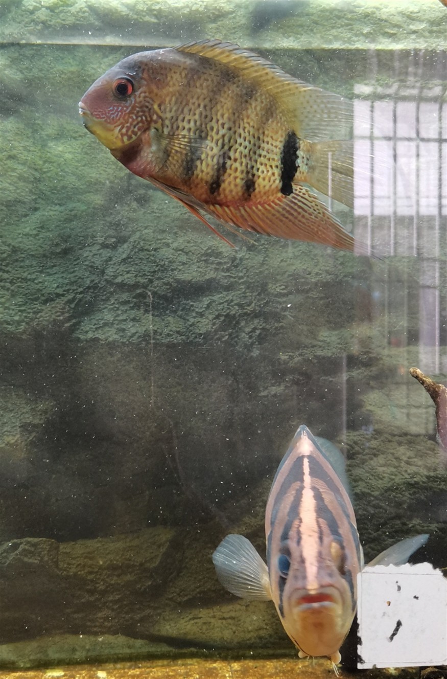 肯梅塔鈷藍(lán)菠蘿魚
