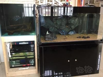 1.2米魚缸養幾條薩伊藍