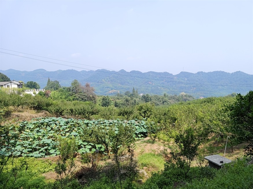 半山荷塘