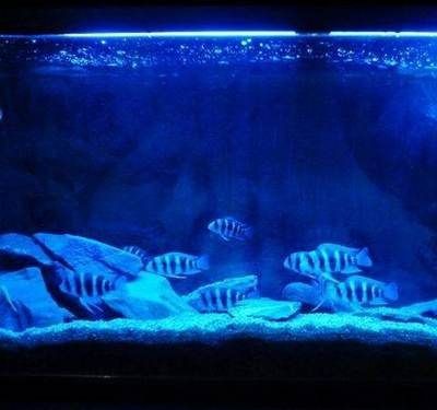 1.2米魚缸養幾條薩伊藍