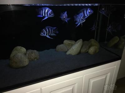 1.2米魚缸養幾條薩伊藍