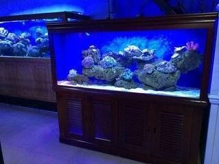 大型魚缸一天用多少電費：大型魚缸一天需要花費多少電費養(yǎng)魚愛好者們常常關(guān)心一個問題