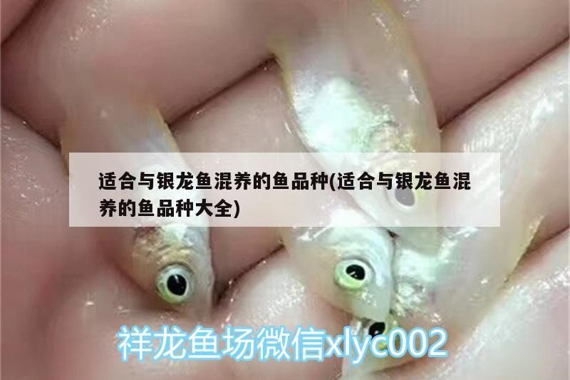 適合與銀龍魚混養的魚品種(適合與銀龍魚混養的魚品種大全)