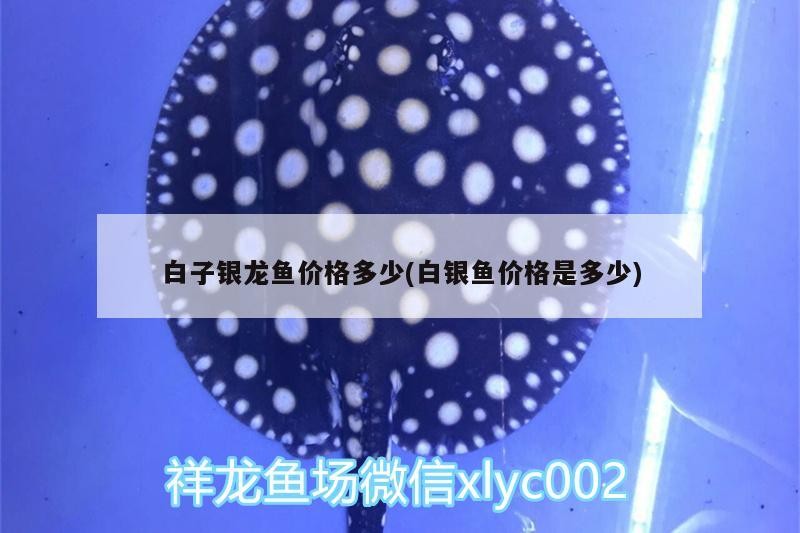 白子銀龍魚價(jià)格多少(白銀魚價(jià)格是多少)