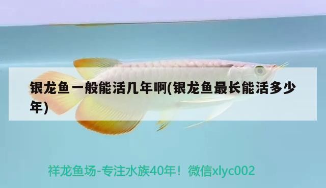 銀龍魚一般能活幾年啊(銀龍魚最長(zhǎng)能活多少年)