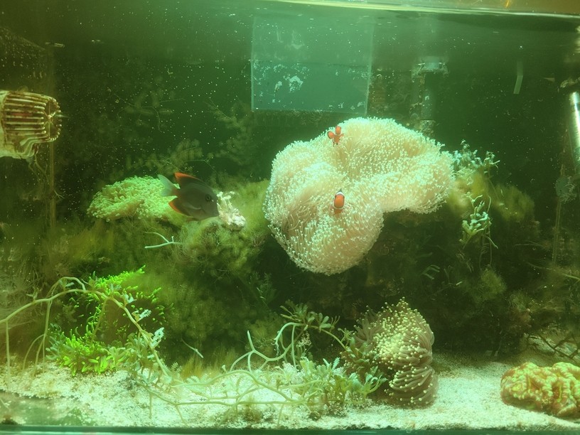 極低端海水缸分享
