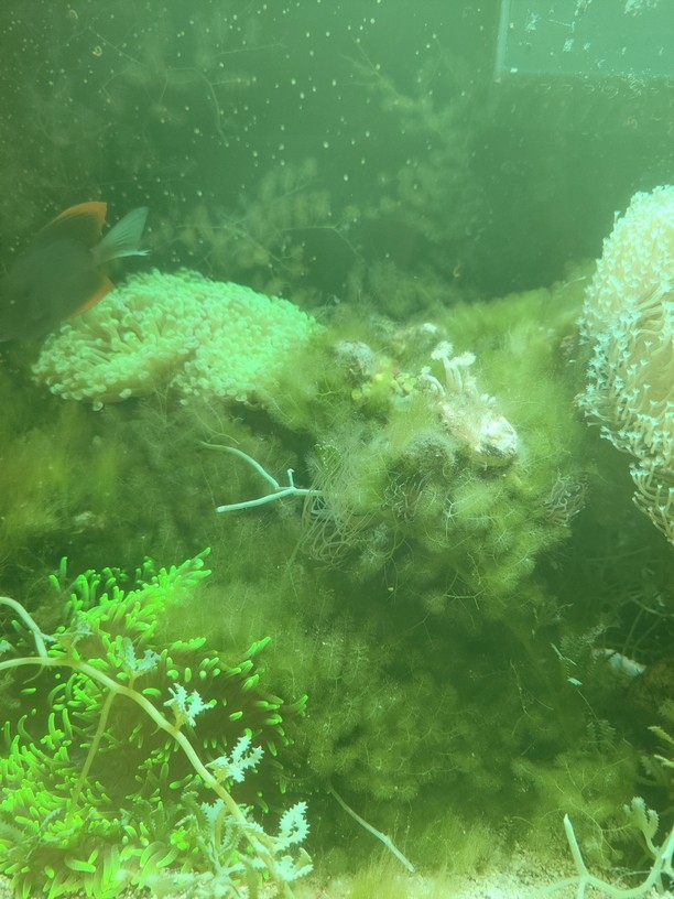 極低端海水缸分享