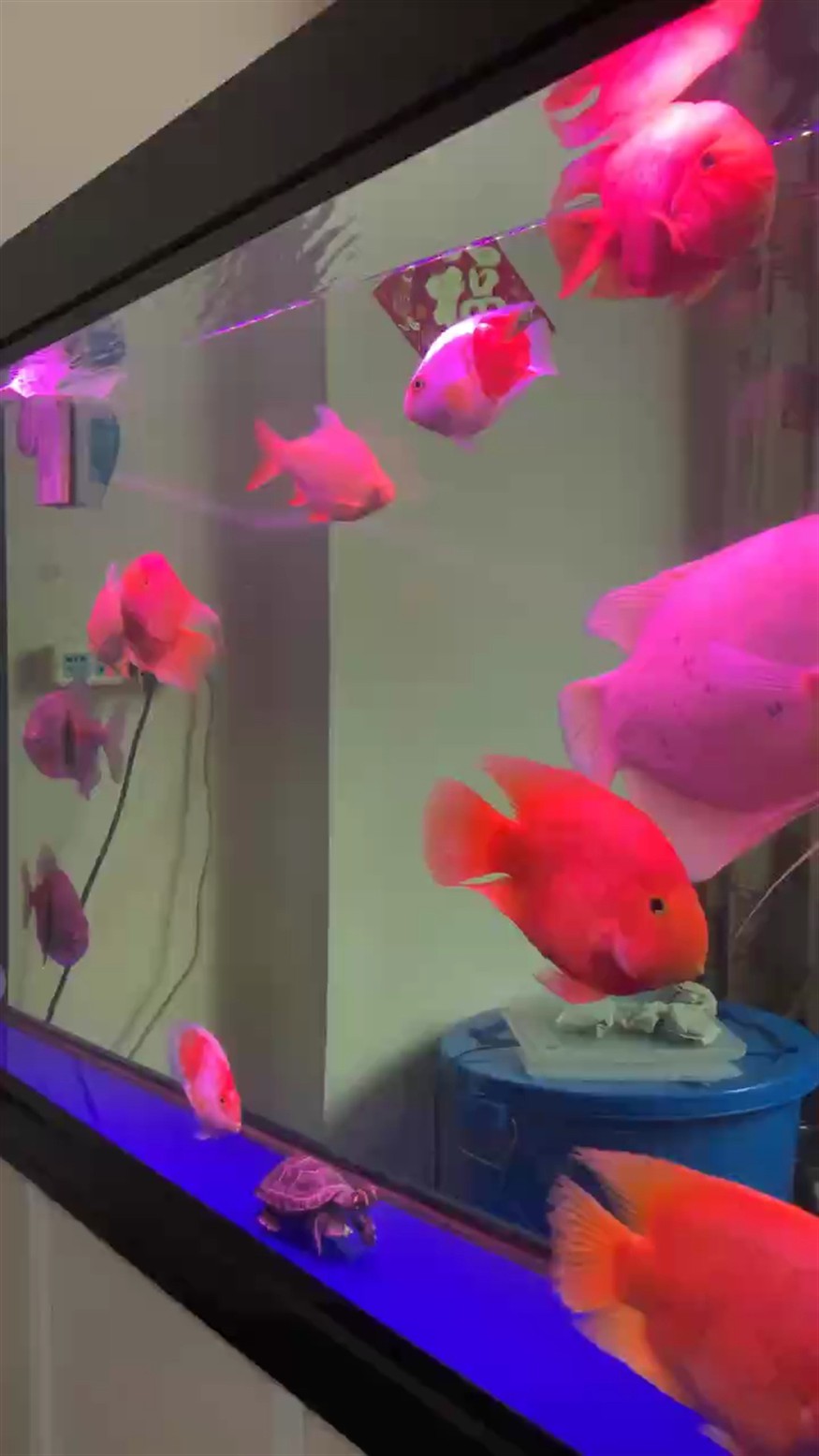 友友們好
