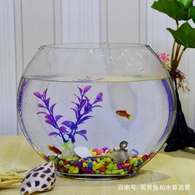 帶蓋魚缸造景：帶蓋魚缸的養護秘籍