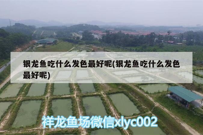 銀龍魚吃什么發色最好呢(銀龍魚吃什么發色最好呢)