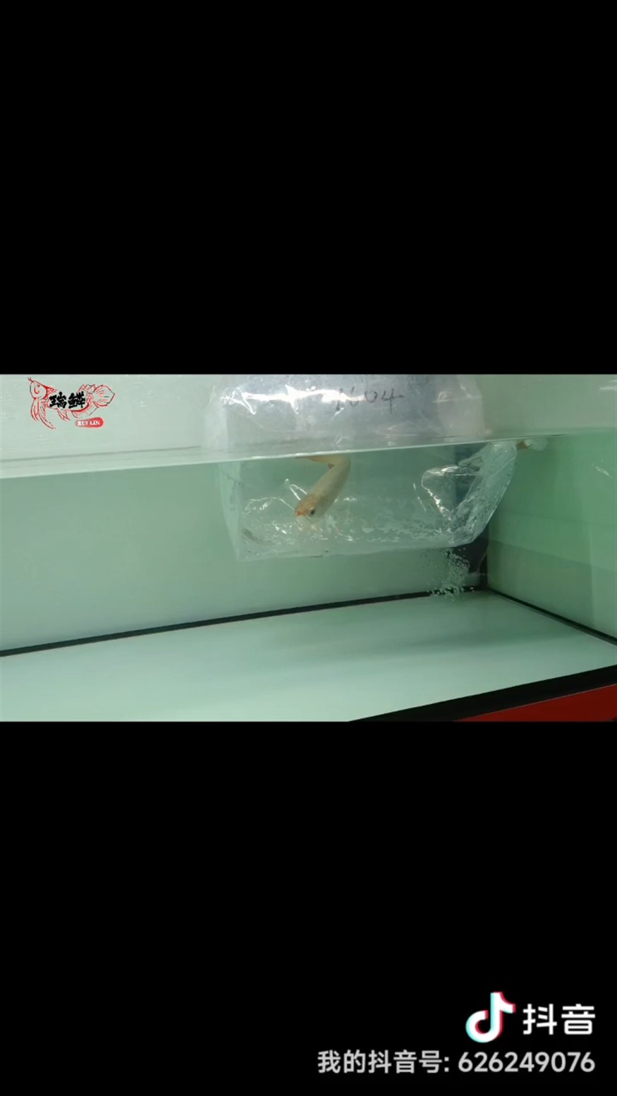 主打高品質性價比！ 主打高品質性價比！ 龍魚論壇