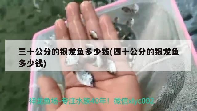 三十公分的銀龍魚多少錢(四十公分的銀龍魚多少錢)