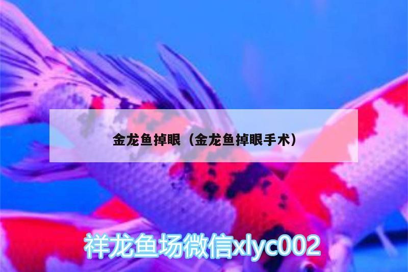 金龍魚掉眼（金龍魚掉眼手術）