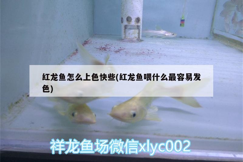 鯊魚(yú)能不能和金龍魚(yú)混養(yǎng)一起養(yǎng)殖(銀龍魚(yú)和鯊魚(yú)能混養(yǎng)嗎)