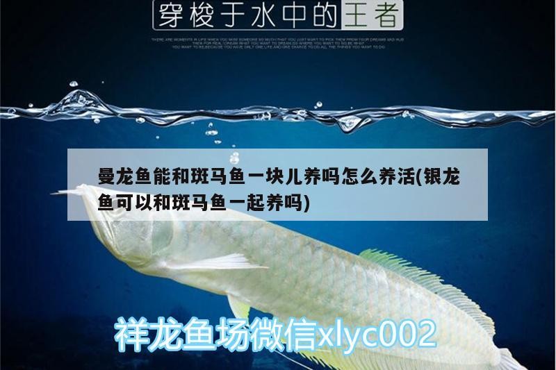 曼龍魚能和斑馬魚一塊兒養嗎怎么養活(銀龍魚可以和斑馬魚一起養嗎)
