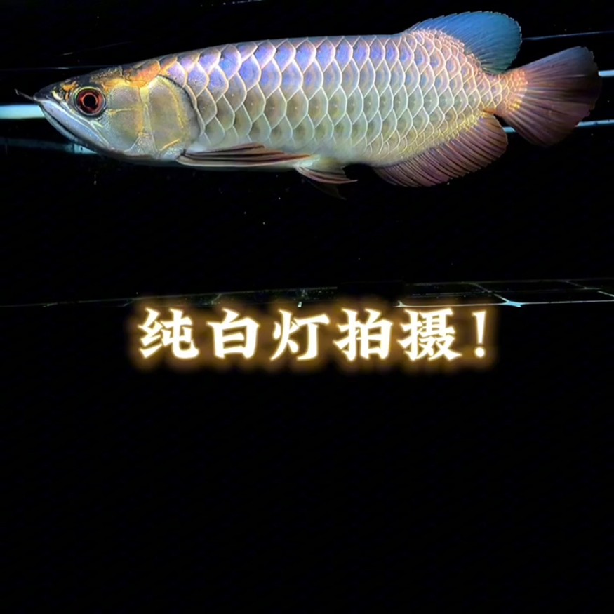 純白燈拍攝無(wú)美顏