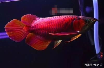 龍魚不紅什么原因