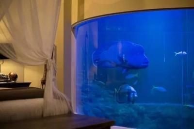 大魚缸養小魚群叫什么：大魚缸養小魚群是一種常見的觀賞魚養殖方式