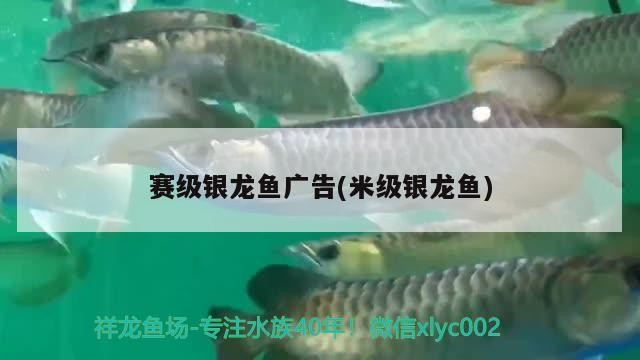賽級銀龍魚廣告(米級銀龍魚)