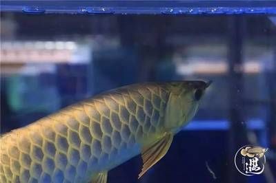 龍魚病了多久可以喂食了