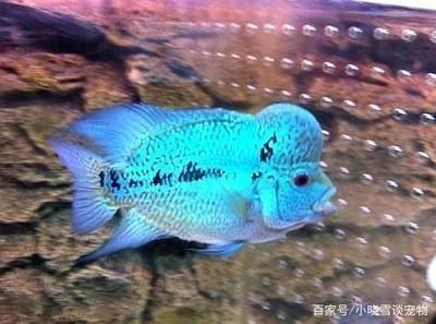 成年羅漢魚能長多大的魚缸里：如何促進羅漢魚成長