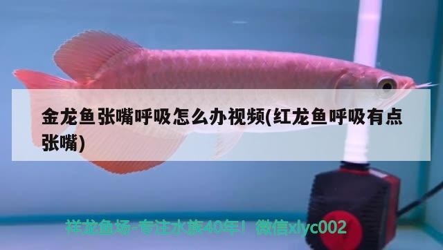 大連市甘井子區金三角市場福家水族店