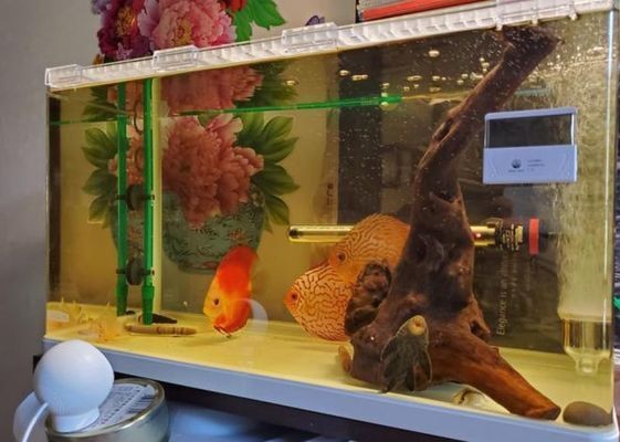 紅龍魚市場價格多少錢（紅龍魚市場價格多少錢一斤）