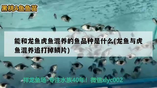 金龍魚 能和龍魚虎魚混養(yǎng)的魚品種是什么(龍魚與虎魚混養(yǎng)追打掉鱗片) 虎魚百科 能和龍魚虎魚混養(yǎng)的魚品種是什么(龍魚與虎魚混養(yǎng)追打掉鱗片) 能和龍魚虎魚混養(yǎng)的魚品種是什么(龍魚與虎魚混養(yǎng)追打掉鱗片) 虎魚百科