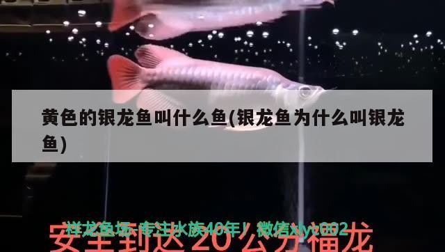 魚缸用增氧泵價格是多少:魚缸增氧機-xtrac增氧機-xtrac增氧機 黃色的銀龍魚叫什么魚(銀龍魚為什么叫銀龍魚) 銀龍魚百科 黃色的銀龍魚叫什么魚(銀龍魚為什么叫銀龍魚) 黃色的銀龍魚叫什么魚(銀龍魚為什么叫銀龍魚) 銀龍魚百科