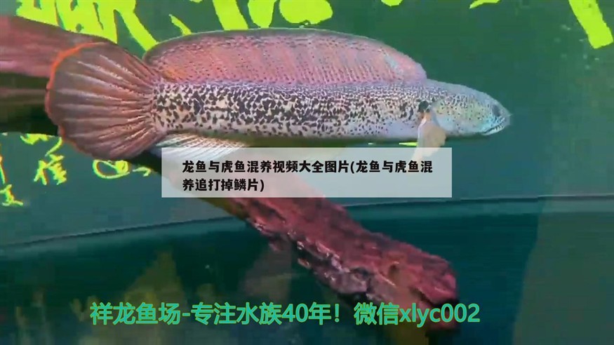 龍魚與虎魚混養視頻大全圖片(龍魚與虎魚混養追打掉鱗片)